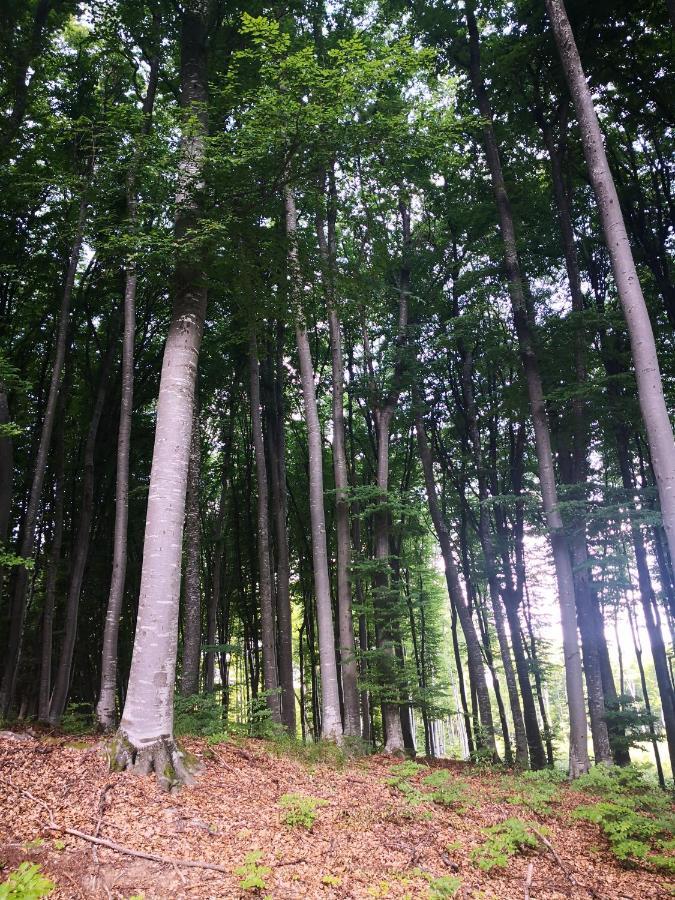Patakvoelgye Vendeghaz Villa Izvoare  Eksteriør billede
